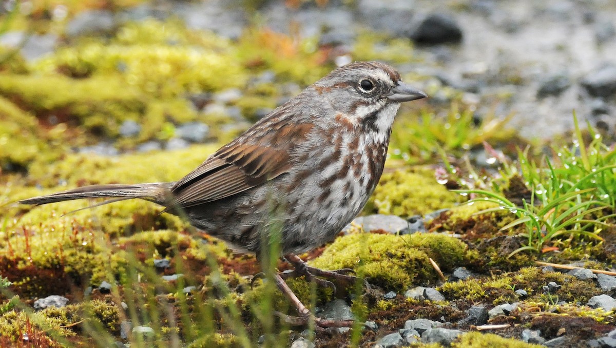 Song Sparrow (sanaka/maxima) - Steven Mlodinow