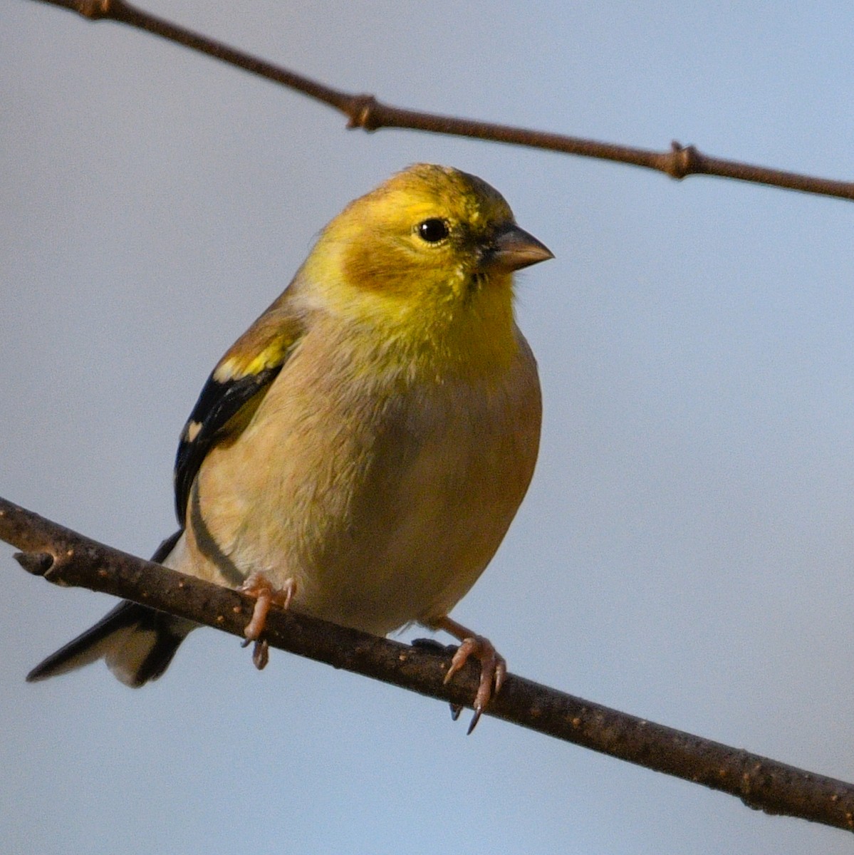 American Goldfinch - ML190305881