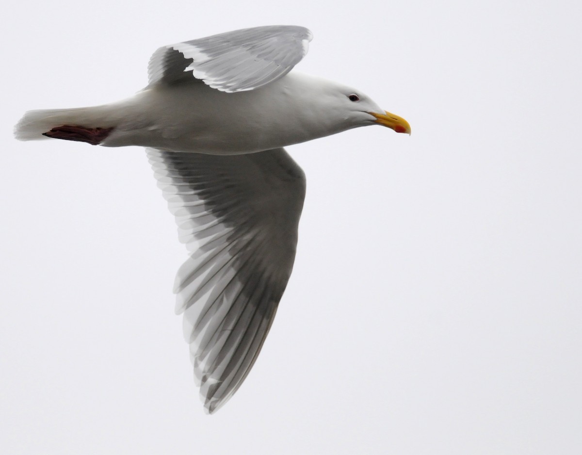 Gaviota de Bering - ML190306011