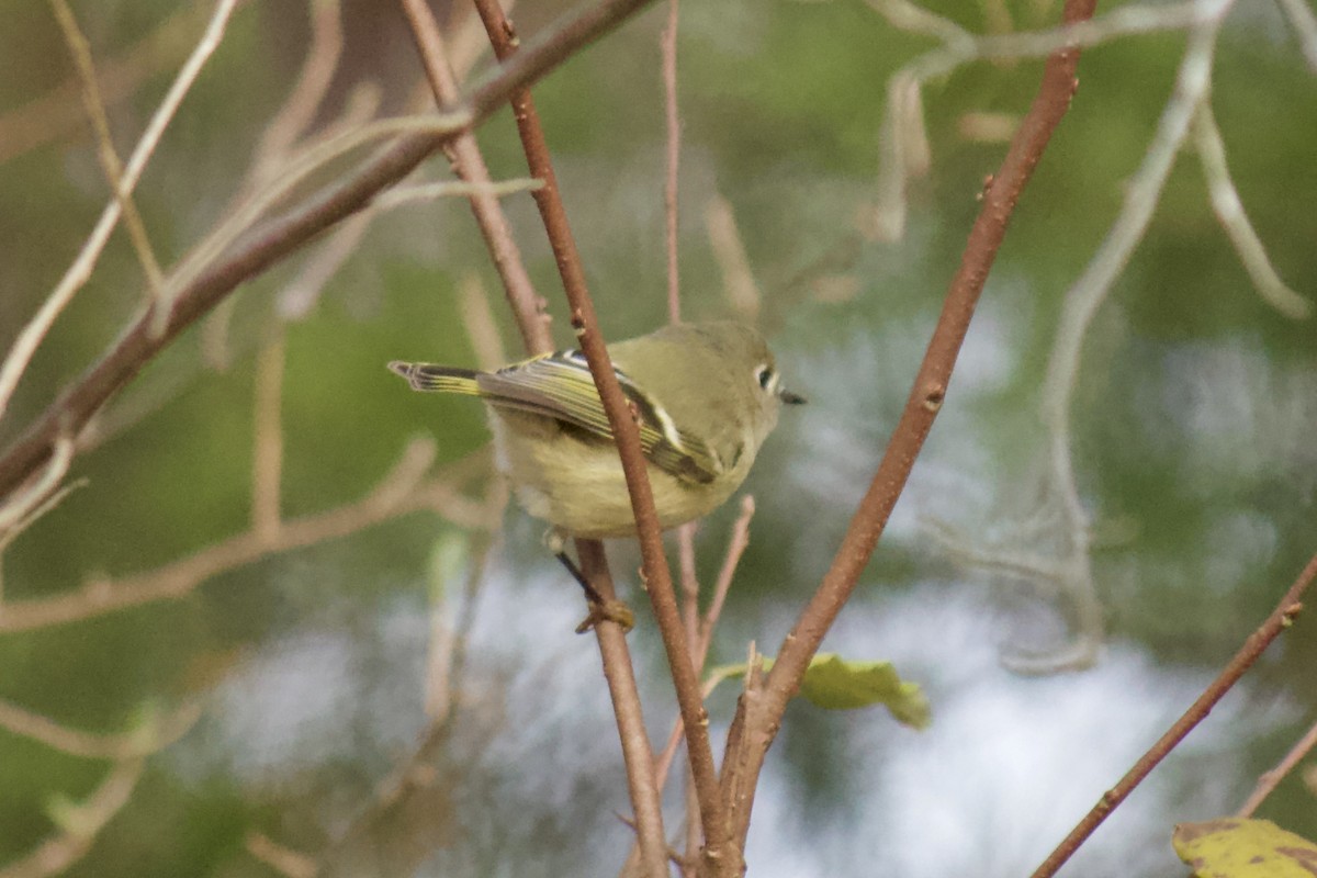 Ruby-crowned Kinglet - ML190307561