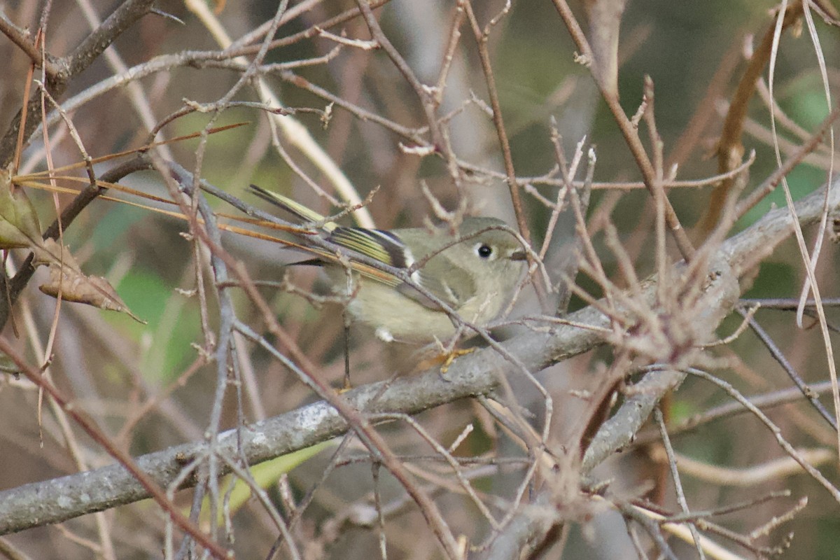 Ruby-crowned Kinglet - ML190307571