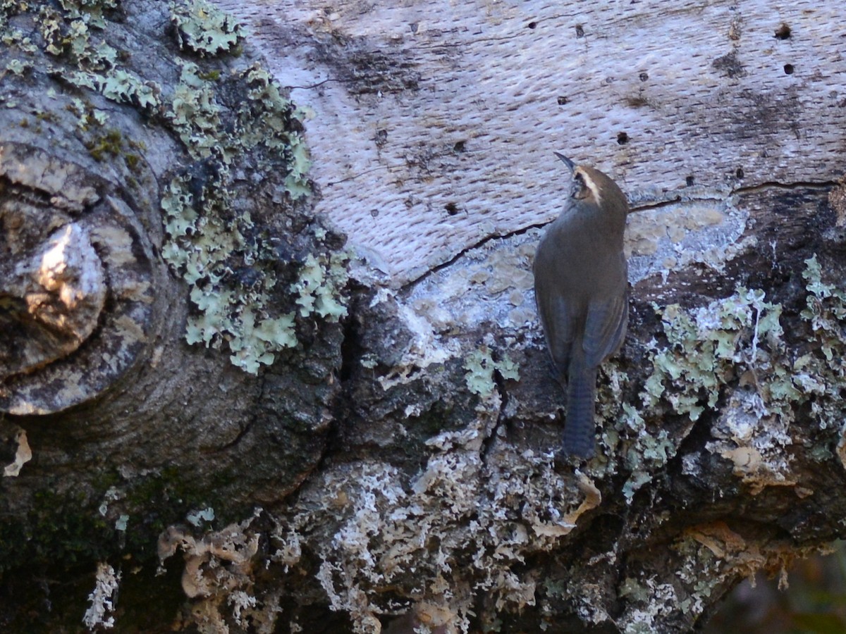 Troglodyte de Bewick - ML190307591