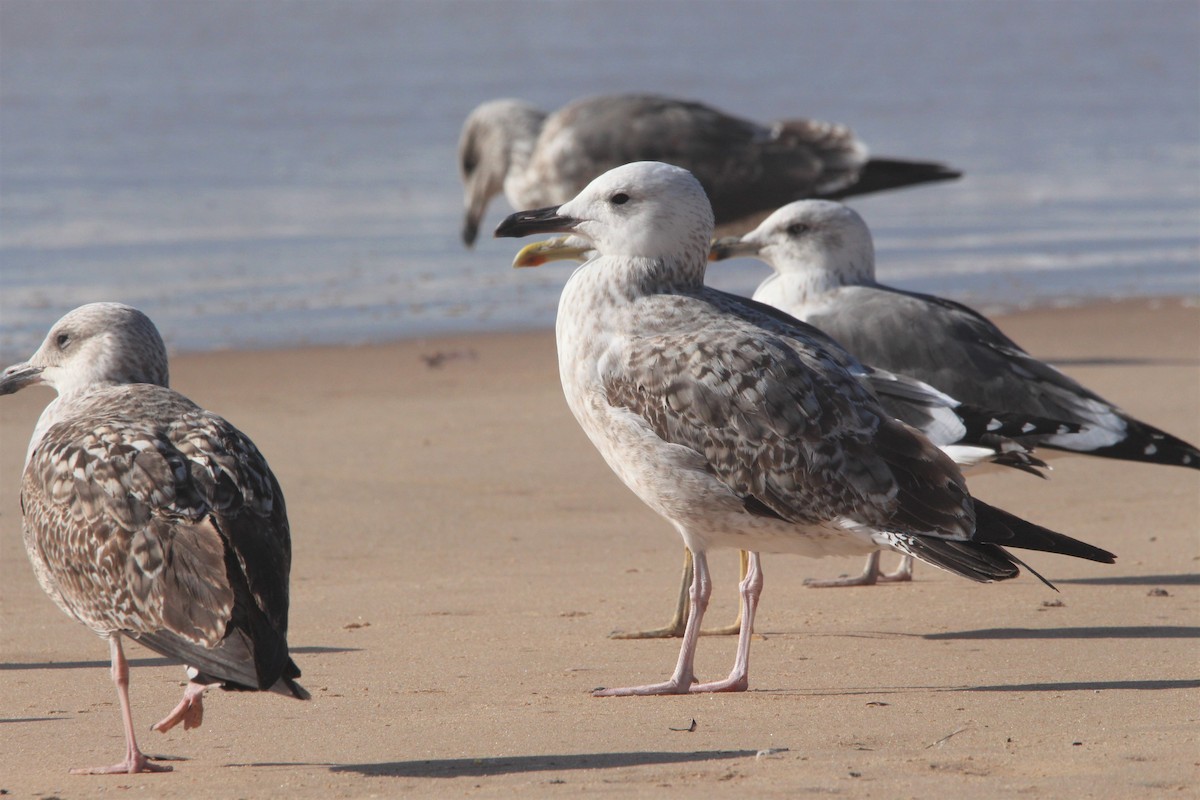 Caspian Gull - Manuel Ribeiro