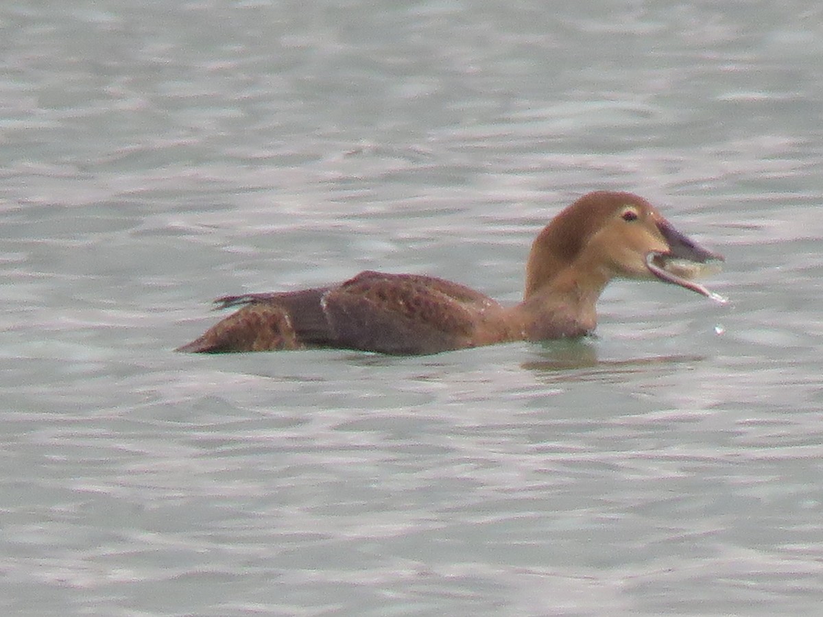 King Eider - ML190311881