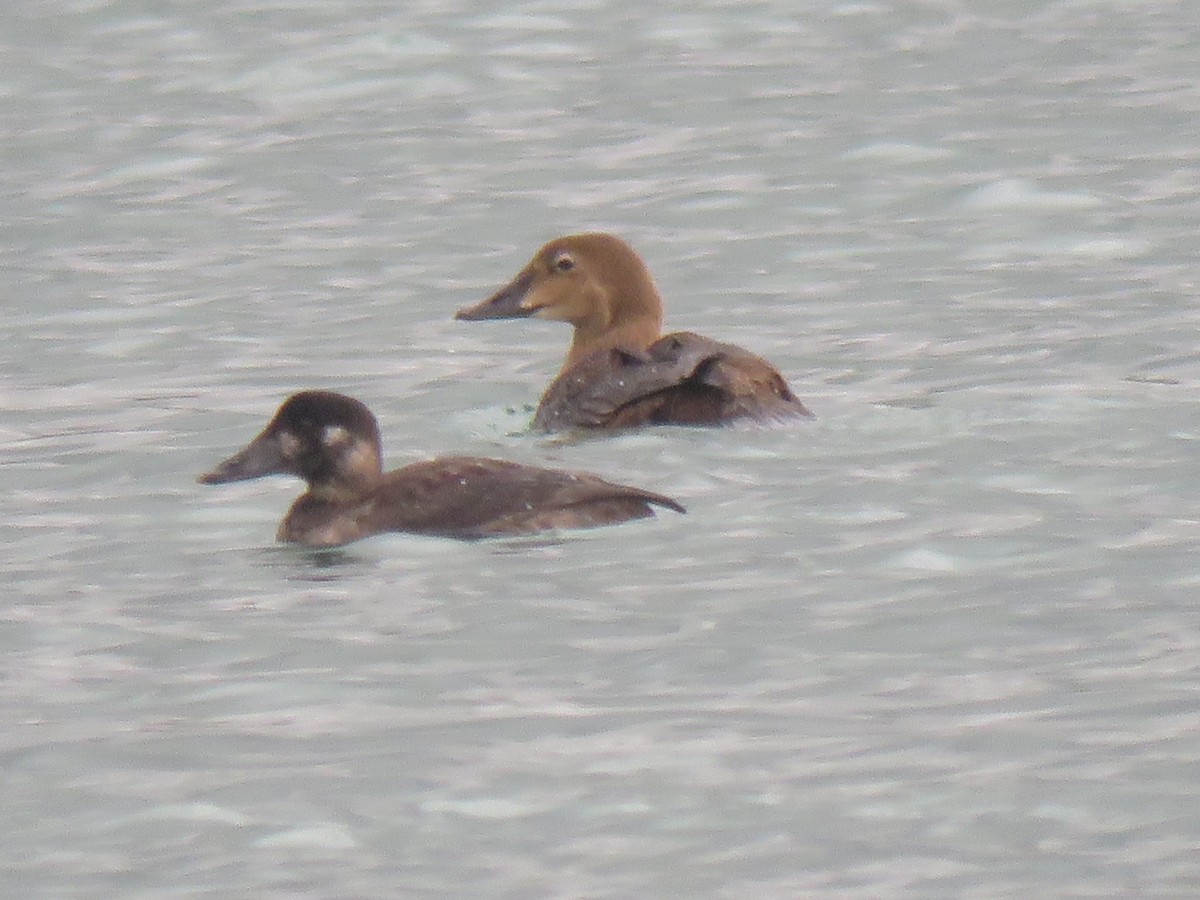 King Eider - ML190311891