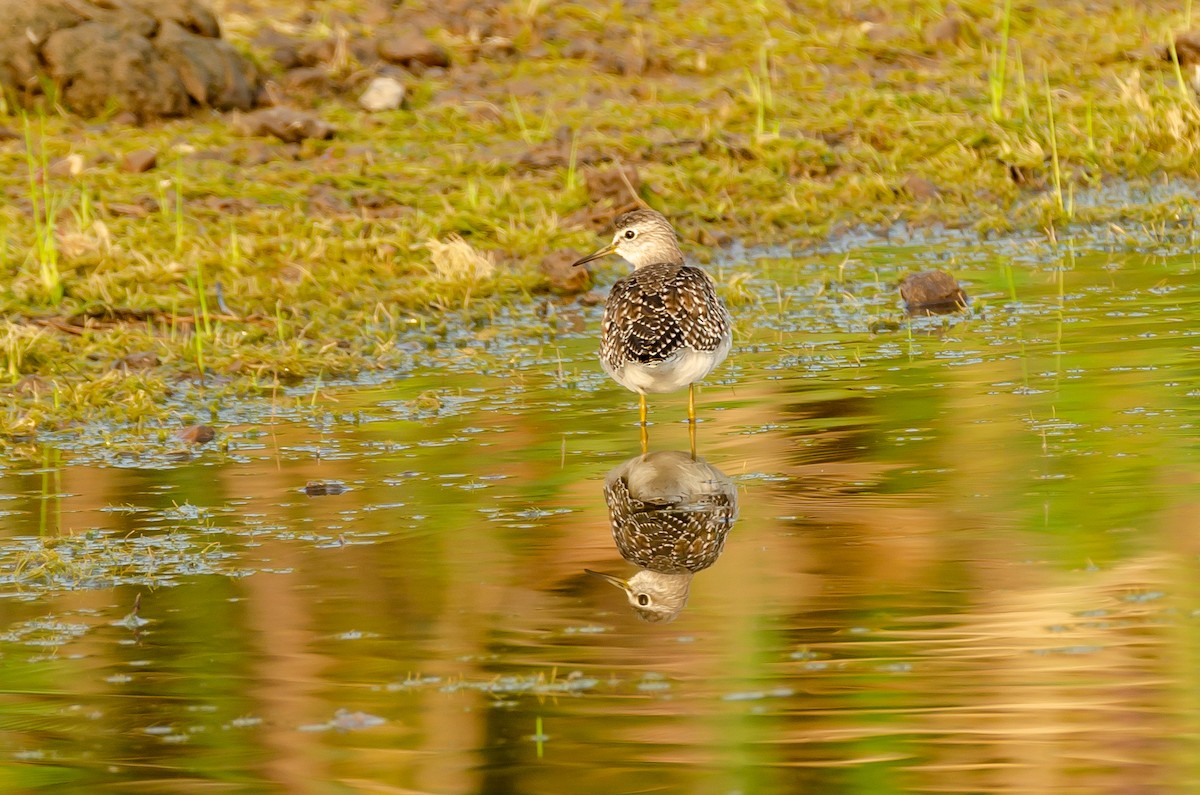 Wood Sandpiper - Ramesh Desai