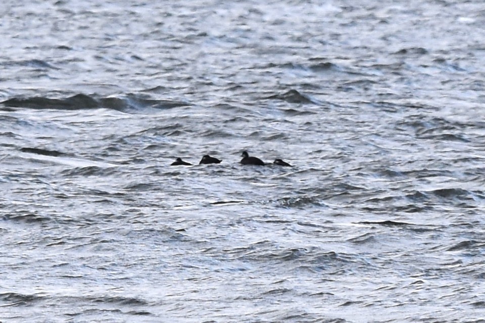 Common Scoter - Blair Whyte