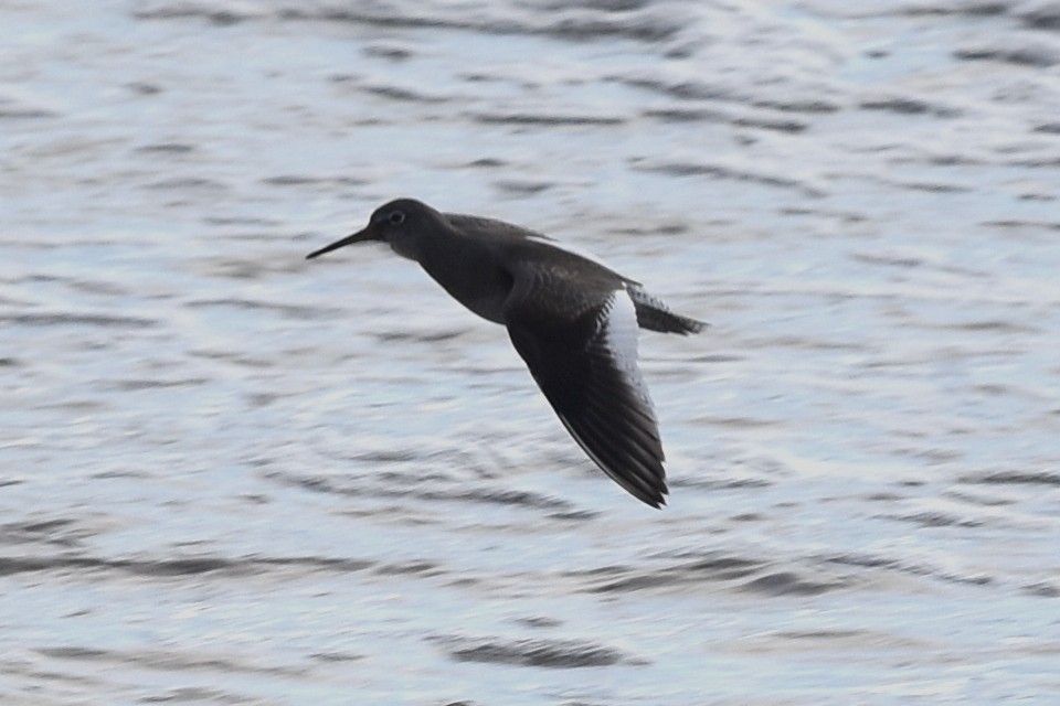 Common Redshank - ML190314451