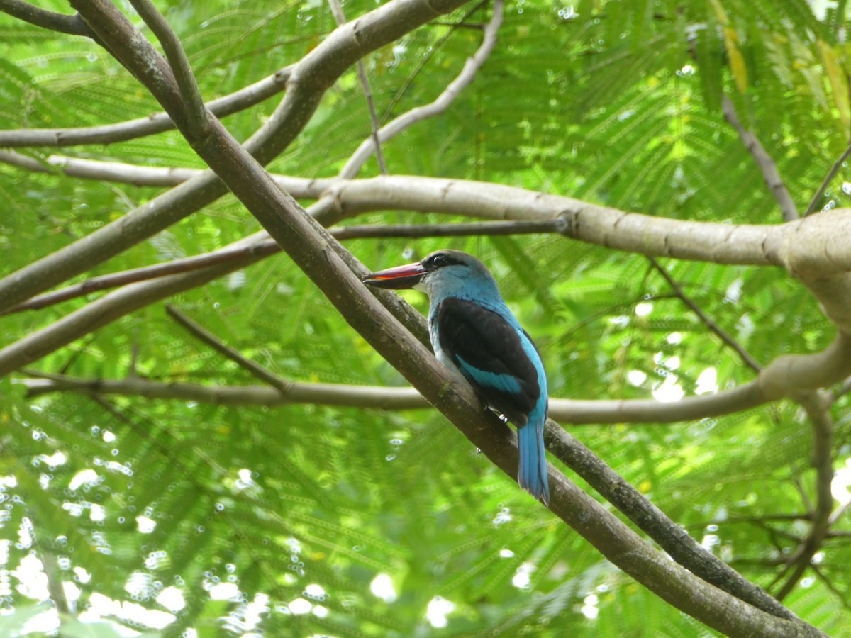 Martin-chasseur à poitrine bleue - ML190314731