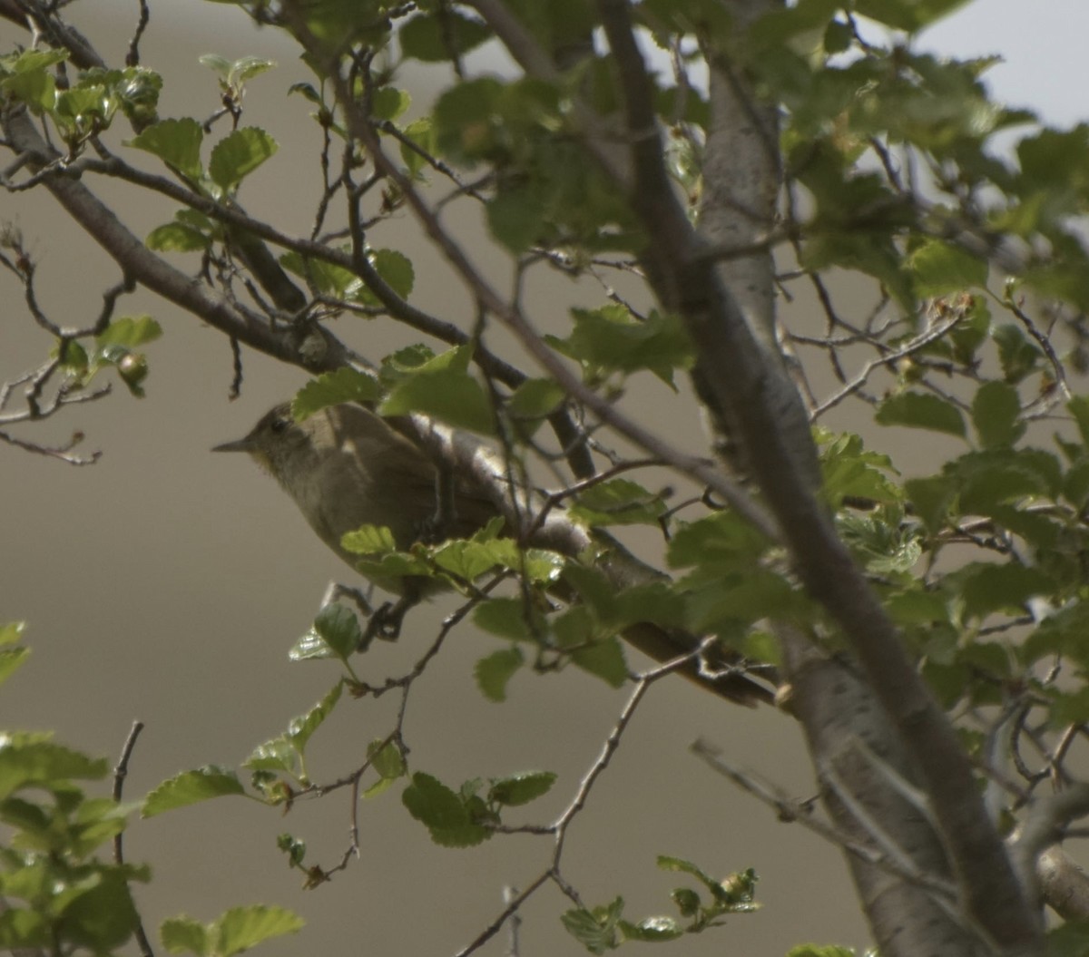 Sharp-billed Canastero - ML190315041