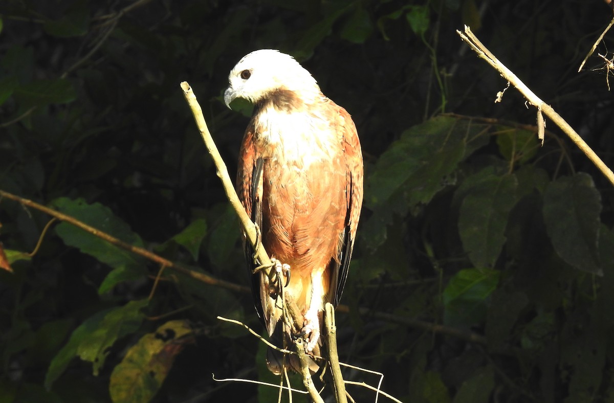 Black-collared Hawk - ML190315211