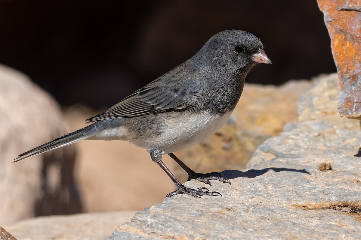 Junco Ojioscuro - ML190318251