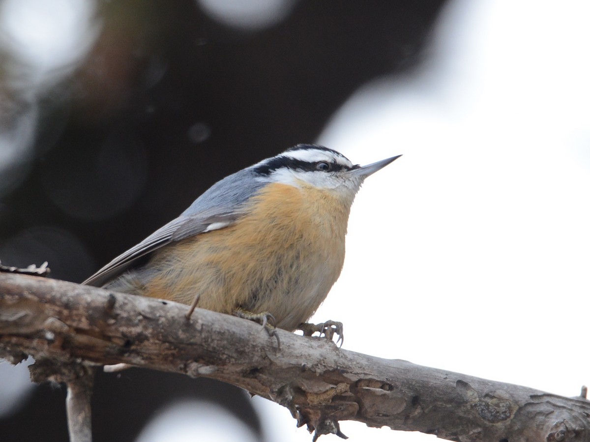 Red-breasted Nuthatch - Alan Van Norman