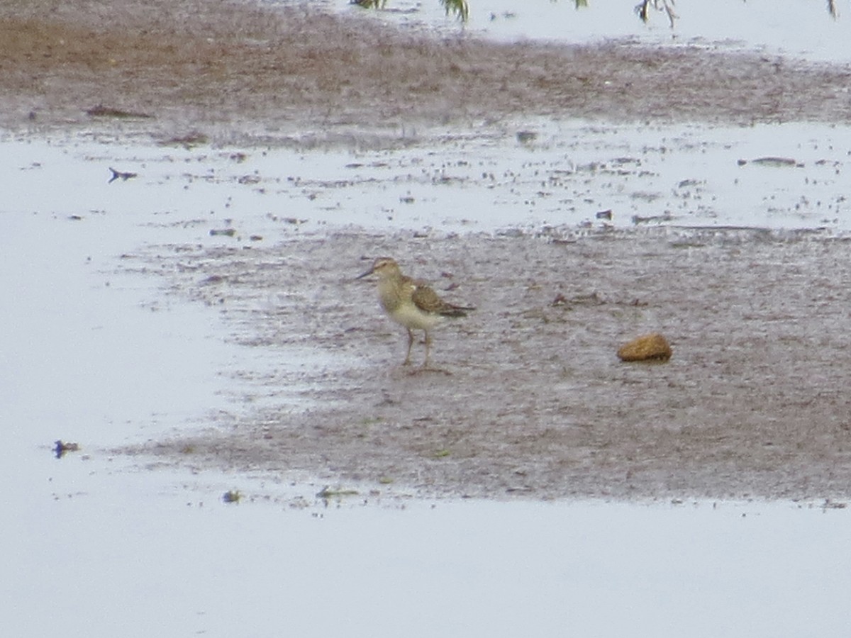 Pectoral Sandpiper - ML190319611