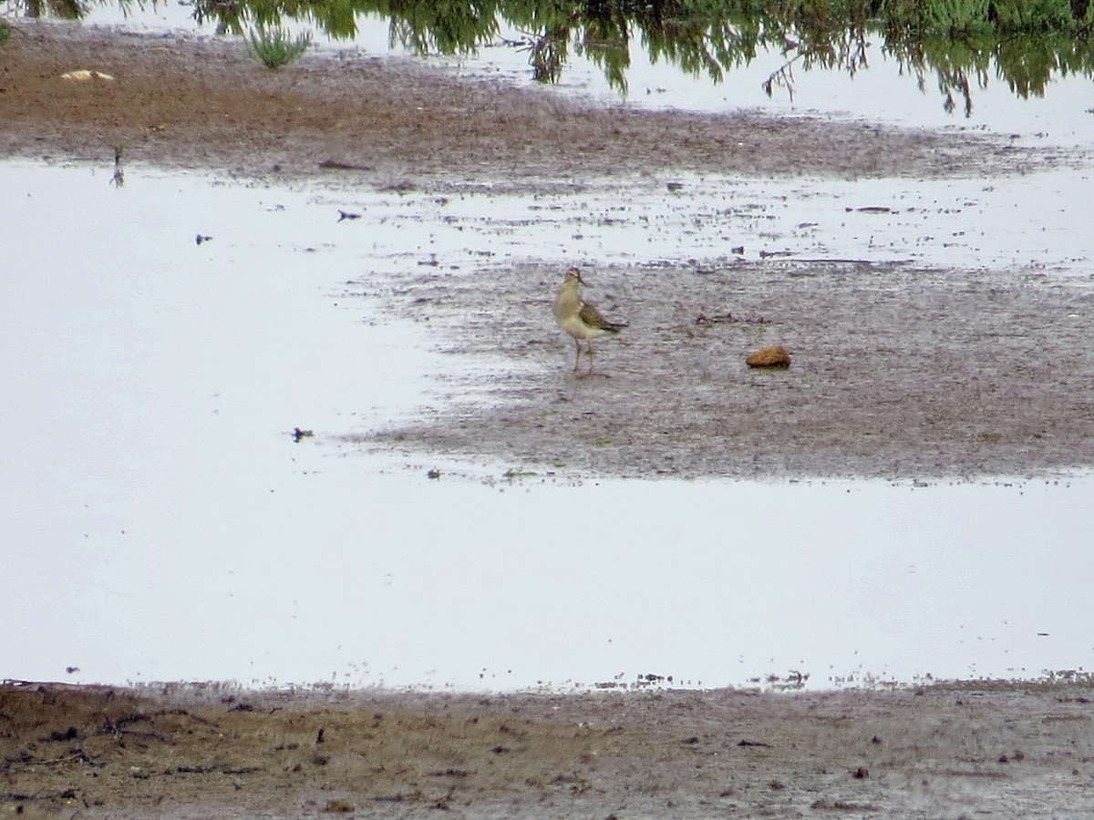 Pectoral Sandpiper - ML190319621