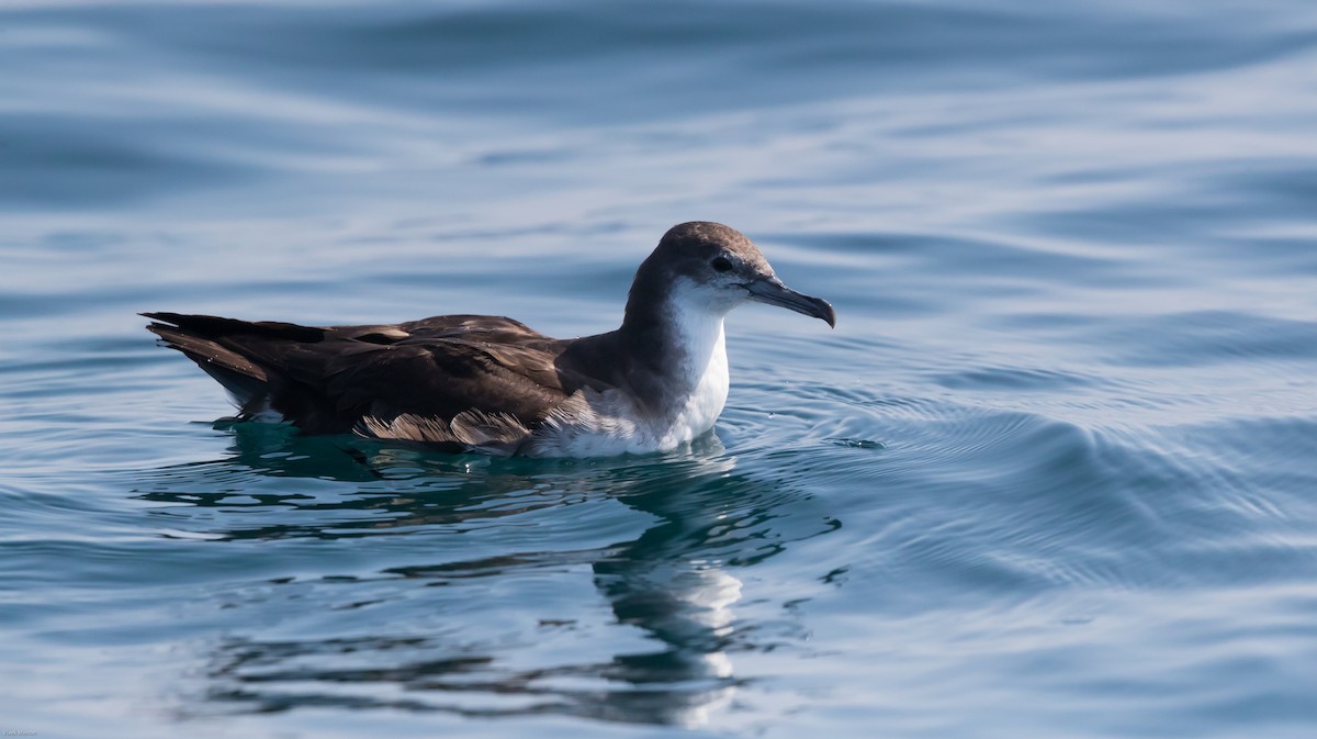 Persian Shearwater - Vivek Menon