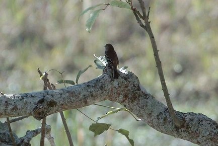 Euler's Flycatcher - Pedro Plans