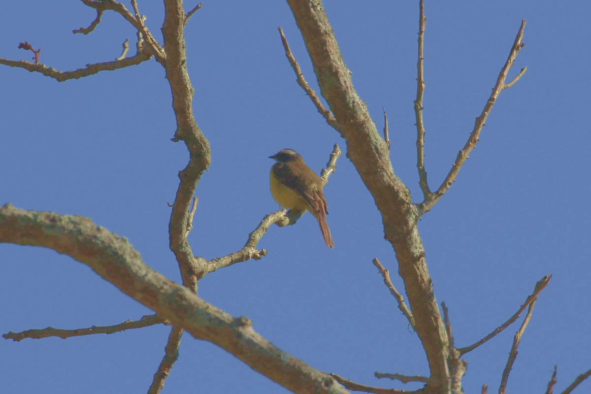 Social Flycatcher - ML190320551