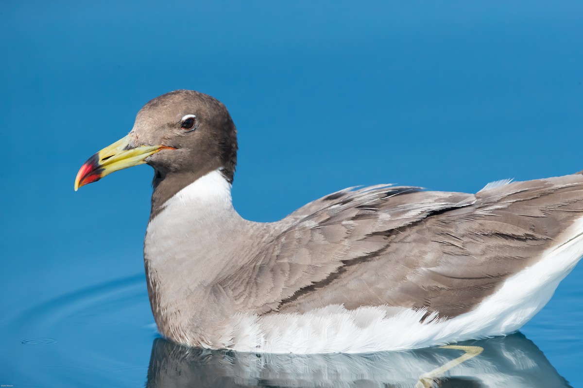 Sooty Gull - Vivek Menon