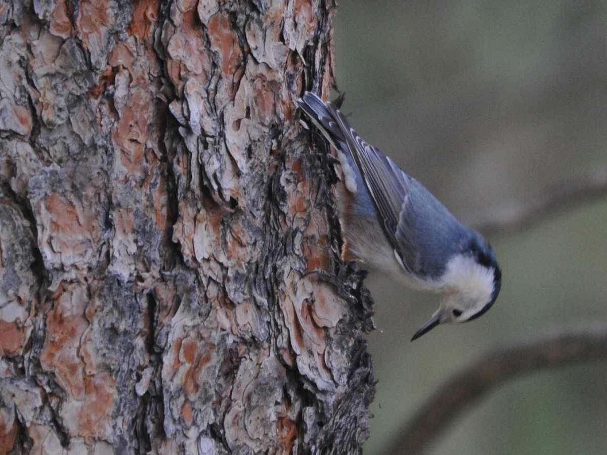 White-breasted Nuthatch - ML190320881