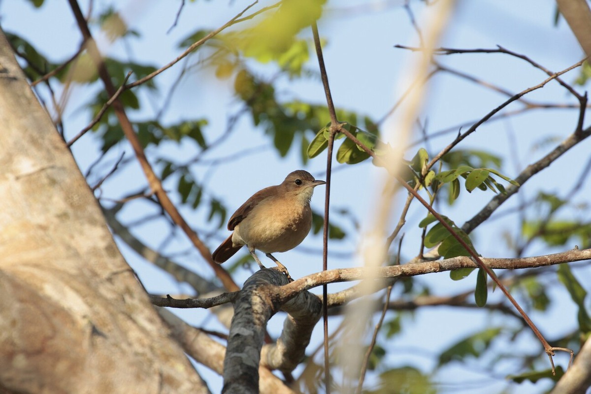 Rufous Hornero - ML190320971