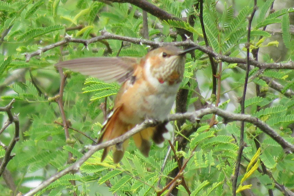 Rufous Hummingbird - ML190322131
