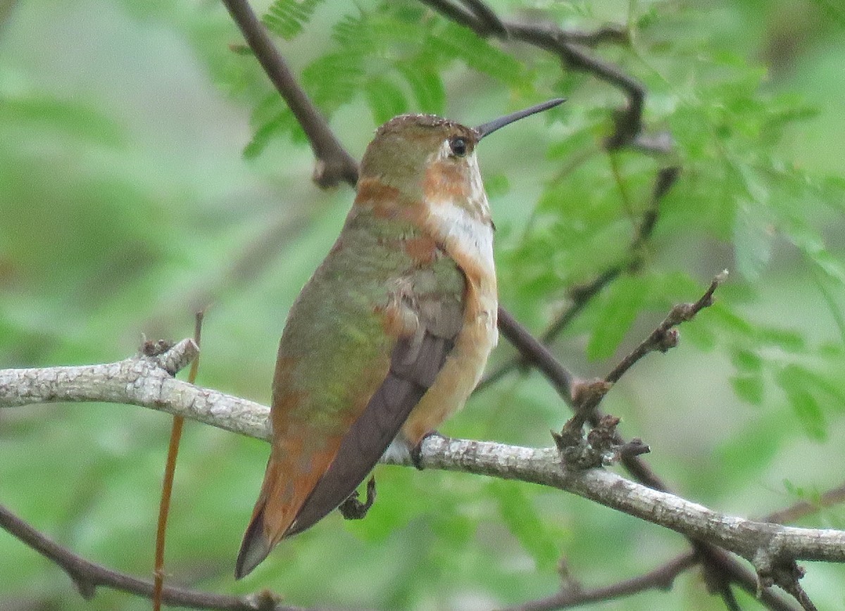 Rufous Hummingbird - ML190322161