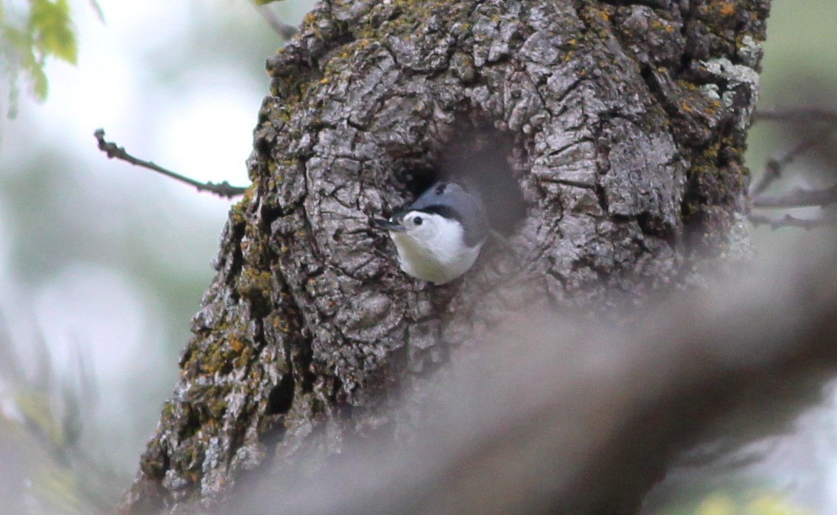 White-breasted Nuthatch - ML190323581