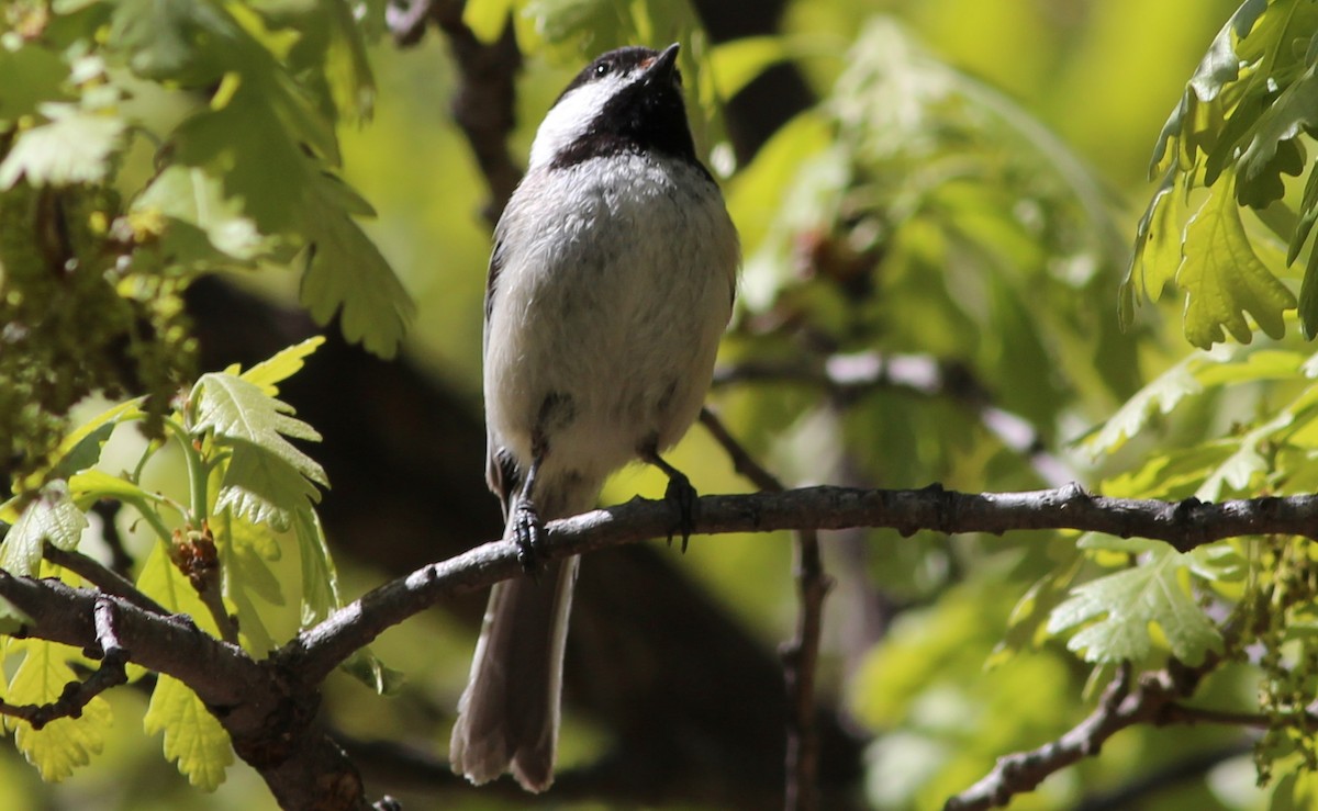 Black-capped Chickadee - ML190323761