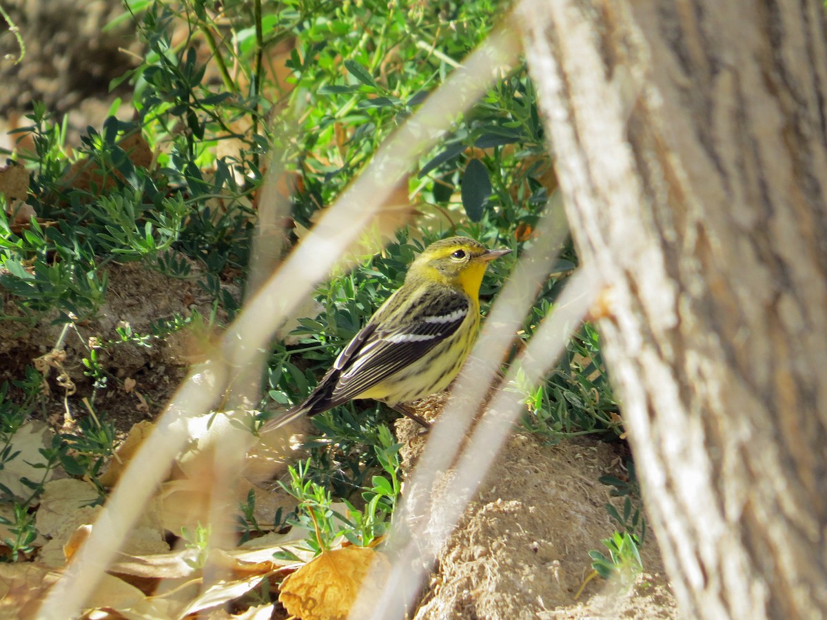 Blackburnian Warbler - ML190324451