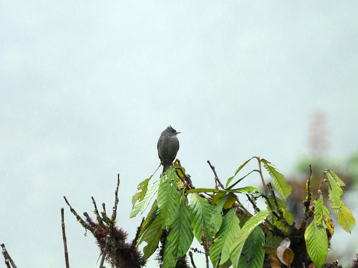 Smoke-colored Pewee - ML190325511