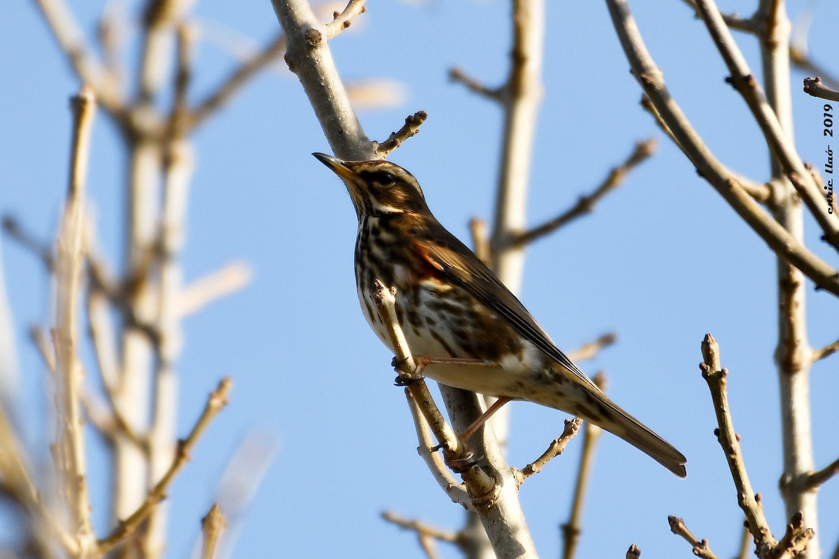 Redwing - ML190326171