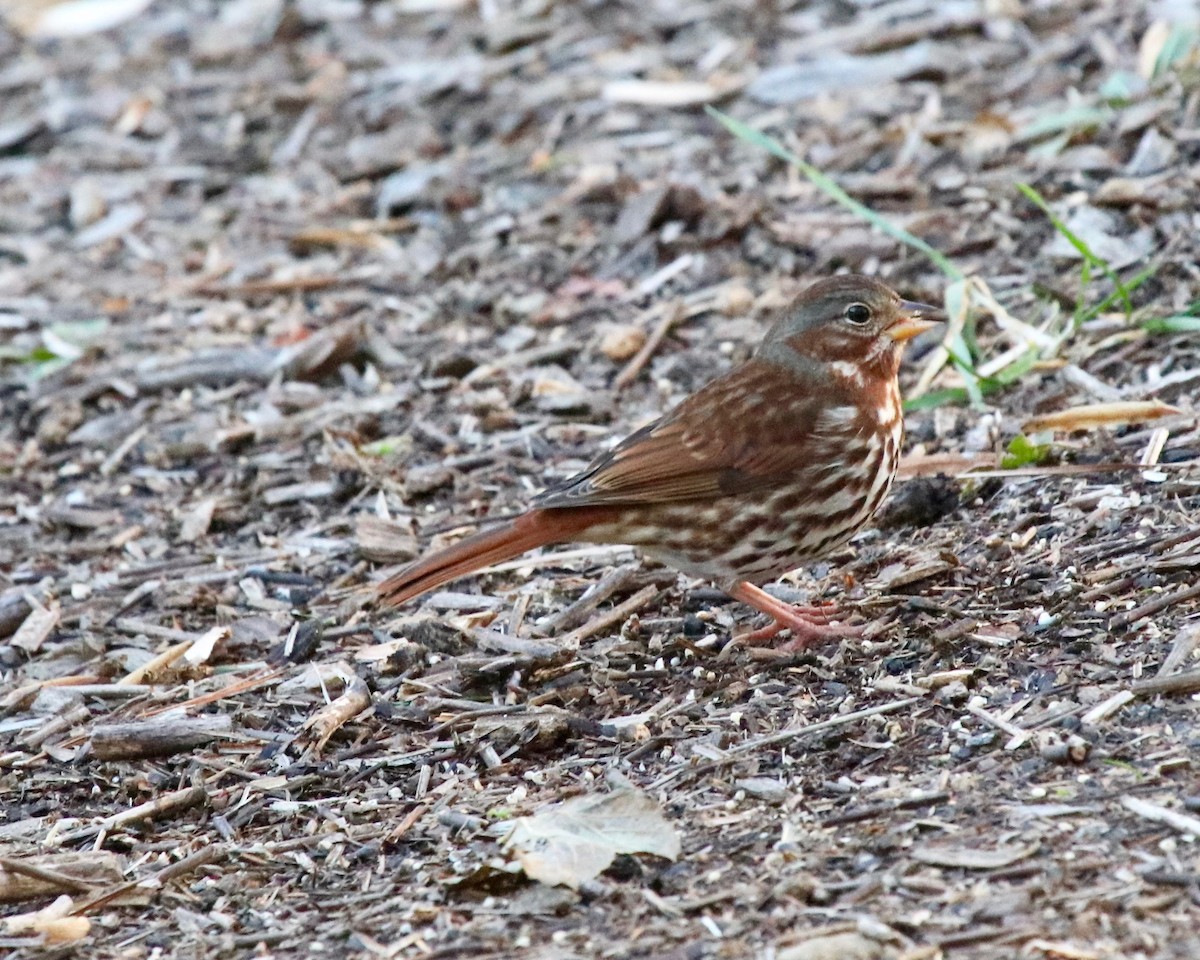 Fox Sparrow (Red) - ML190326211