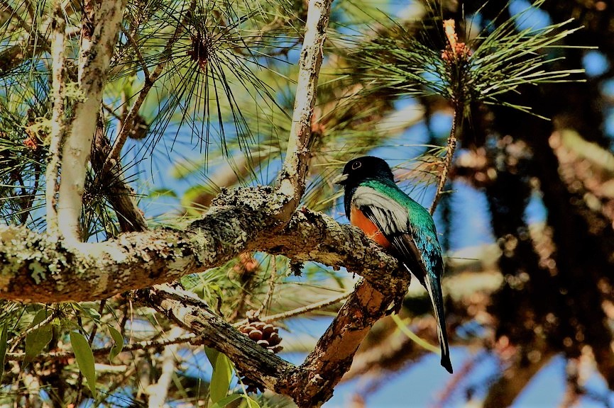 trogon surucua - ML190326311