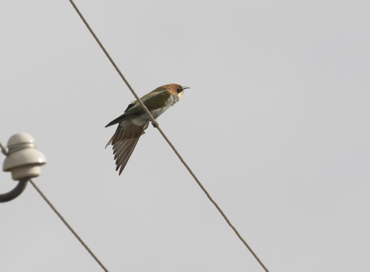 European Bee-eater - Menderes Eyüboğlu