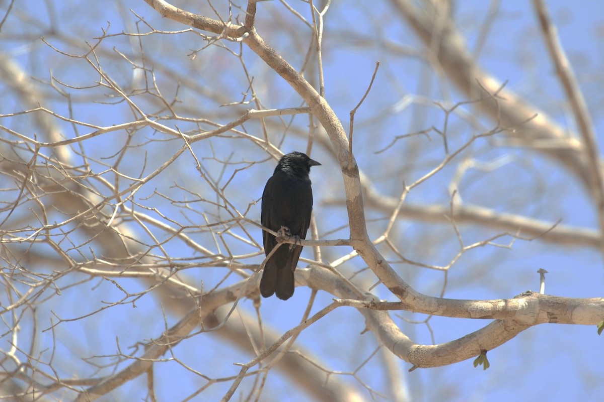 Shiny Cowbird - ML190326911