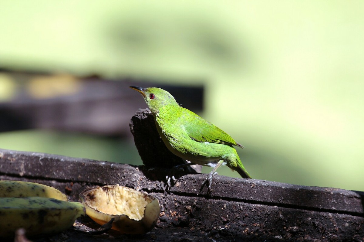 Green Honeycreeper - ML190327251