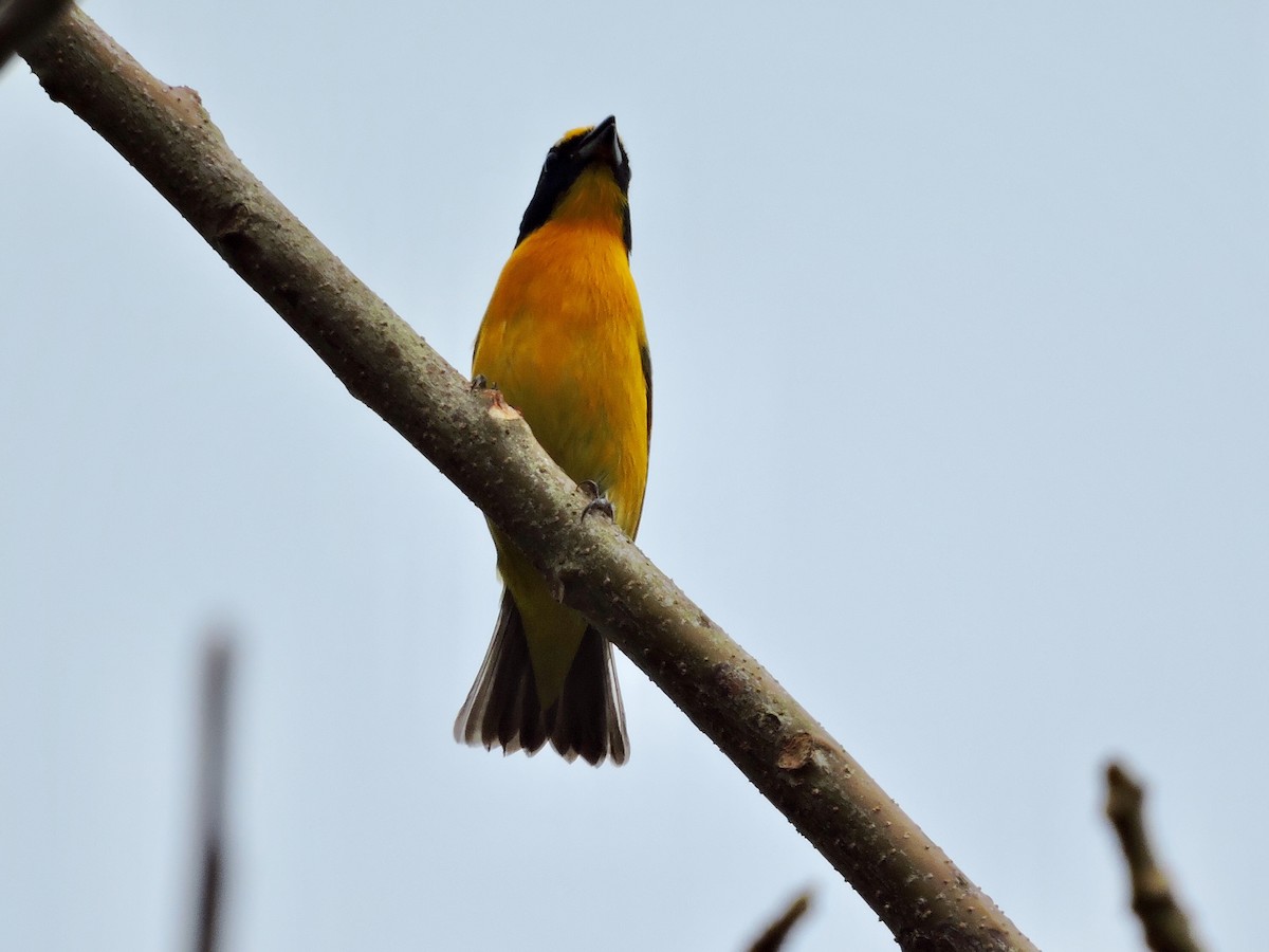 Yellow-throated Euphonia - ML190328051