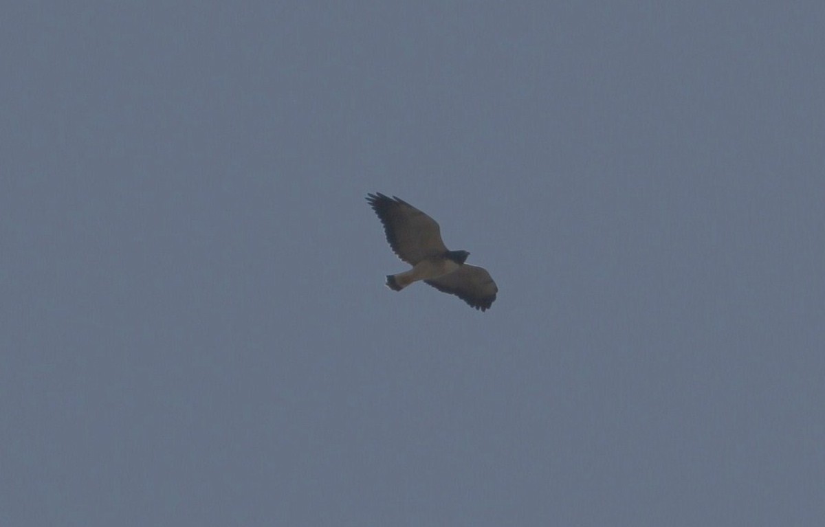 White-tailed Hawk - ML190328291