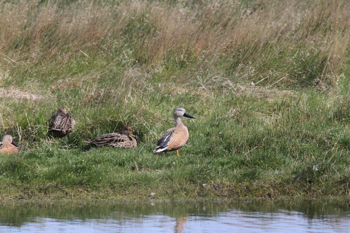 Red Shoveler - Garth V. Riley