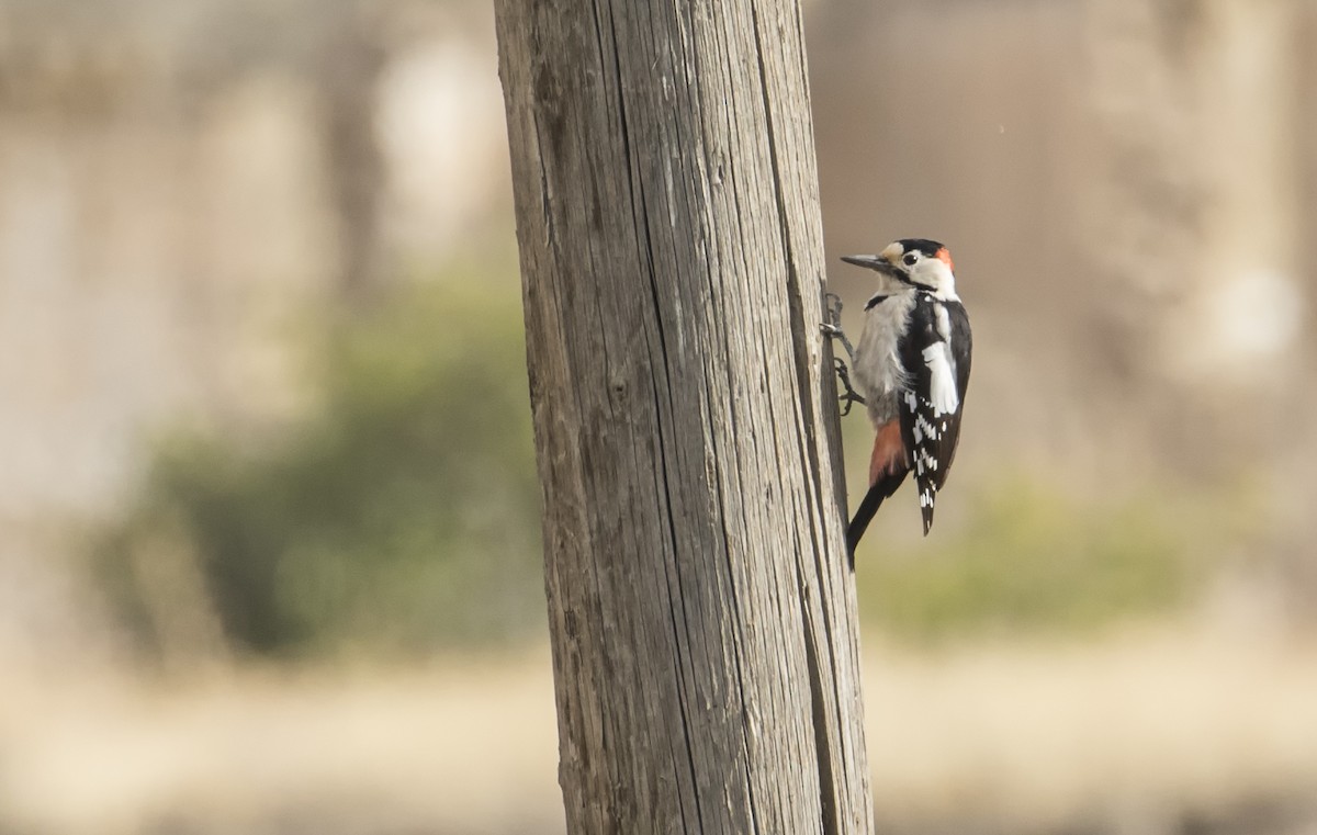 Syrian Woodpecker - Menderes Eyüboğlu