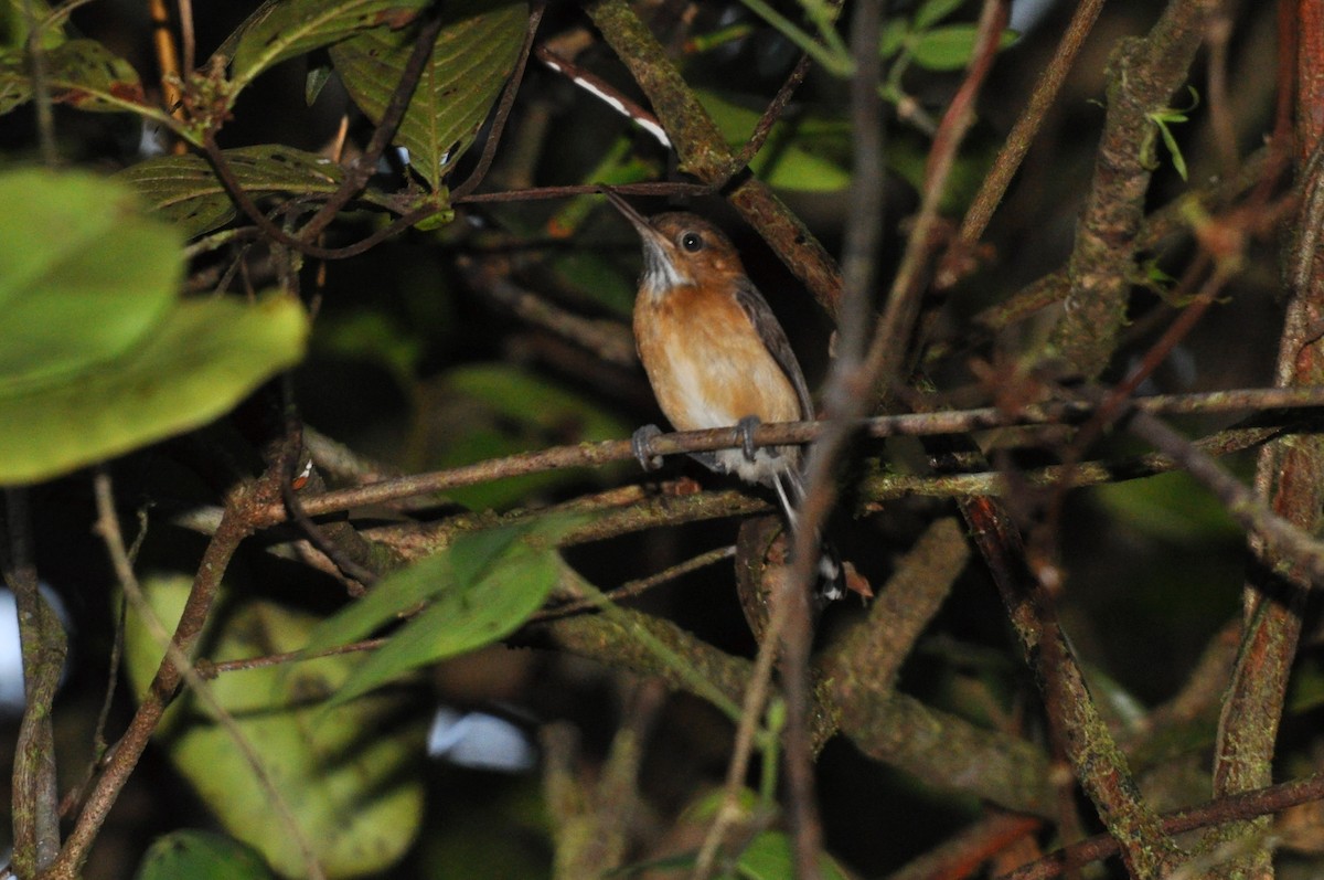 Long-billed Gnatwren - ML190329461