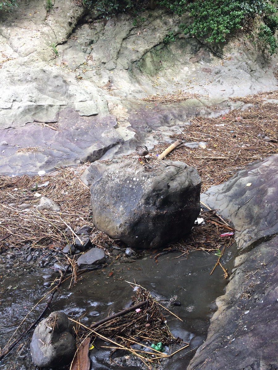 Зэрлэгшир нугас - ML190329611