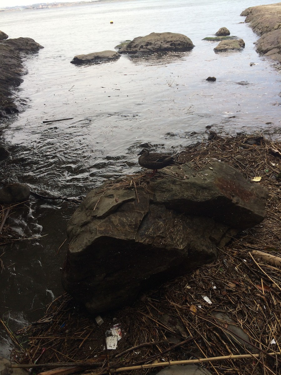 Зэрлэгшир нугас - ML190329621