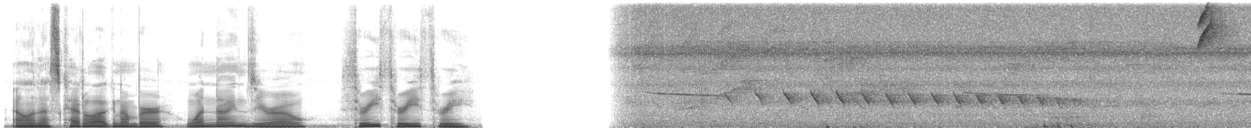 skjeggmaursmett (obscura) - ML190333