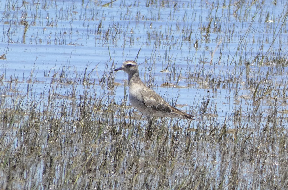 American Golden-Plover - ML190334101