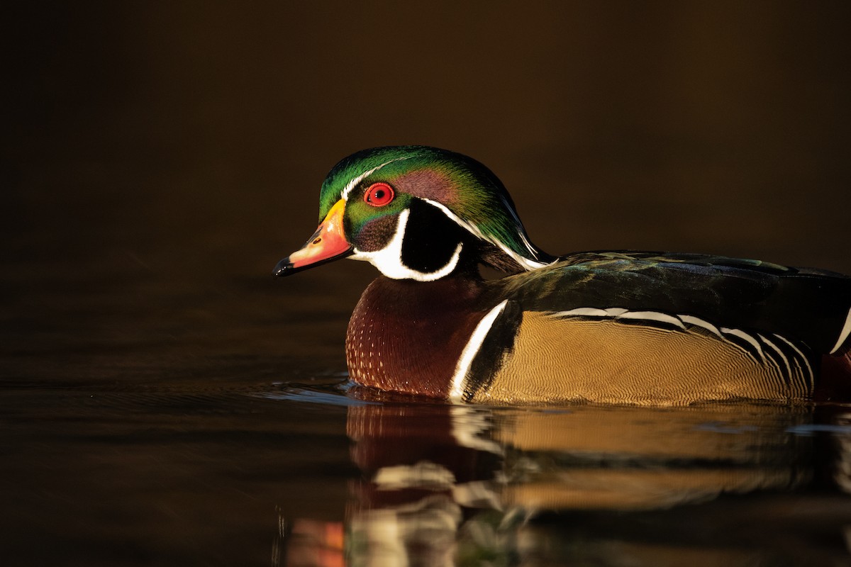 Wood Duck - ML190335171