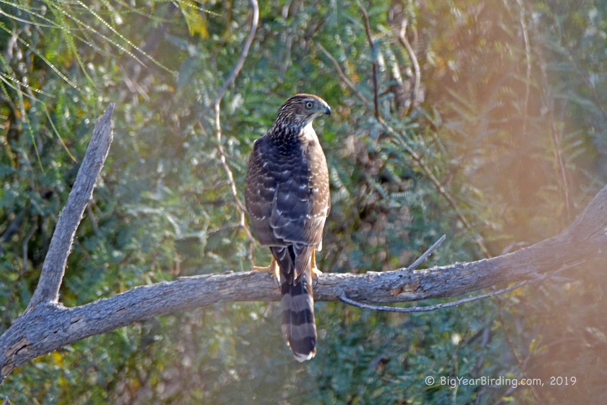 Cooper's Hawk - ML190336691