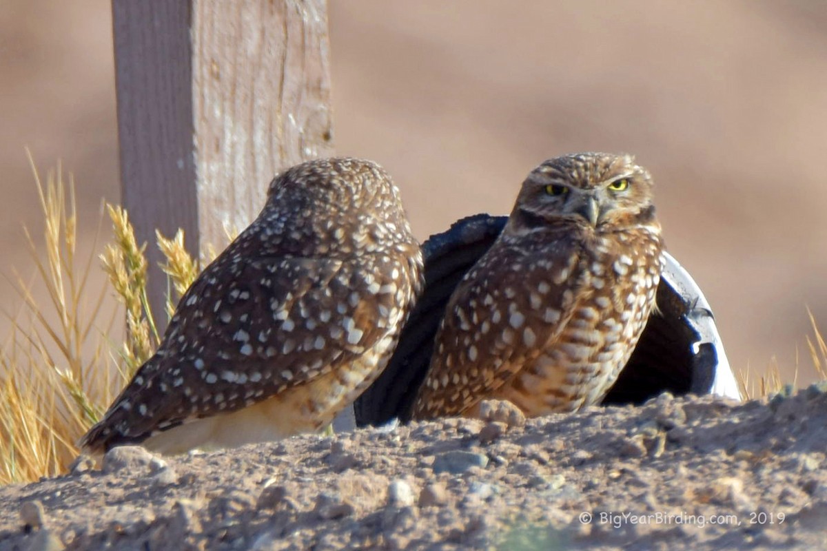 Burrowing Owl - Ethan Whitaker