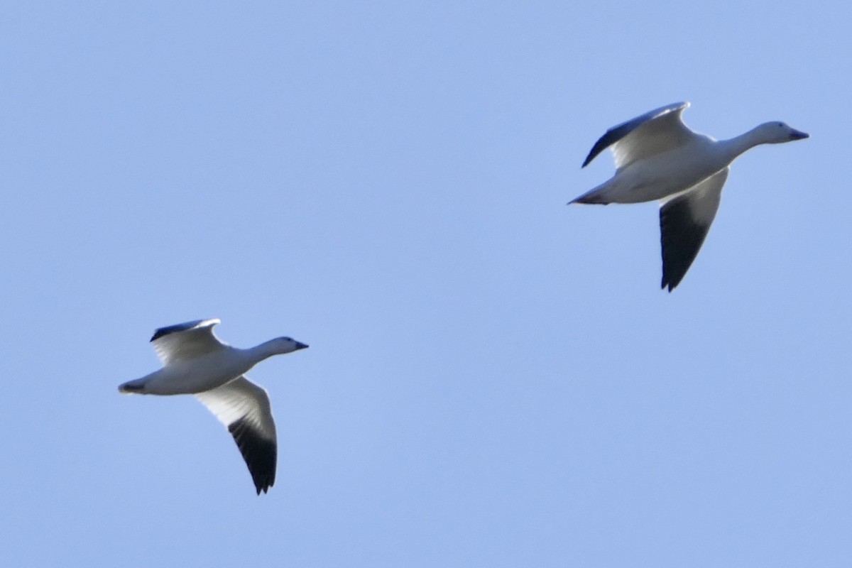 Ross's Goose - ML190336911